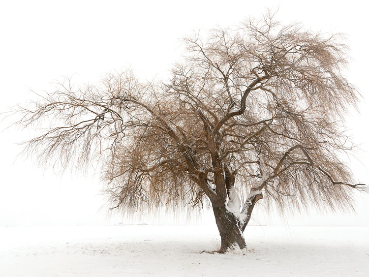 Tree Study II