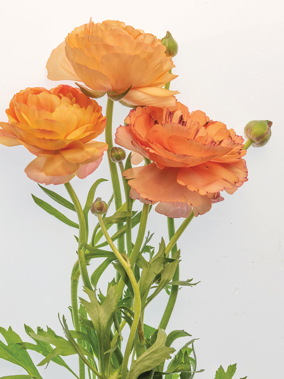Peach Dreams I