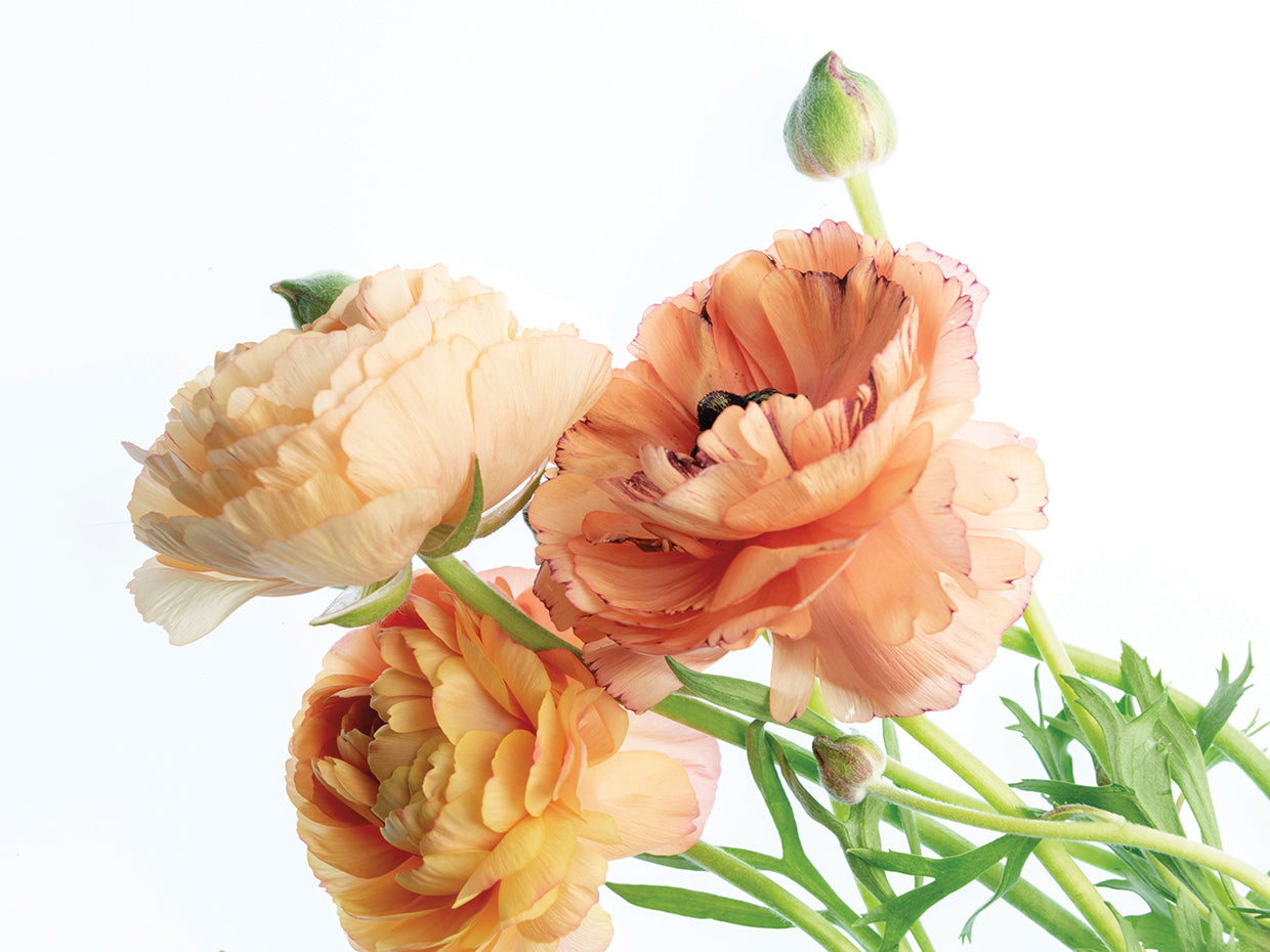 Peach Dreams II