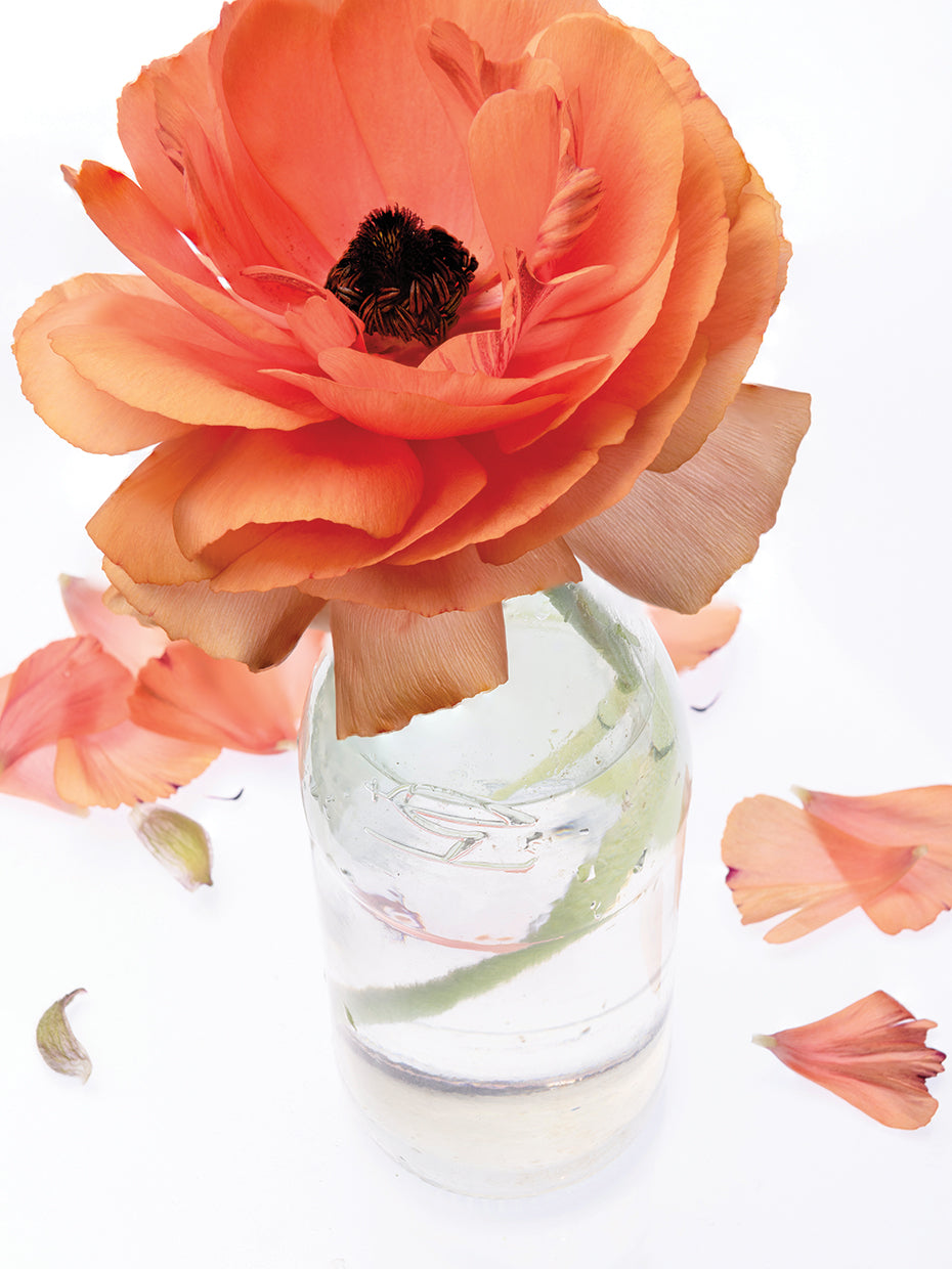 Peach Dreams IV