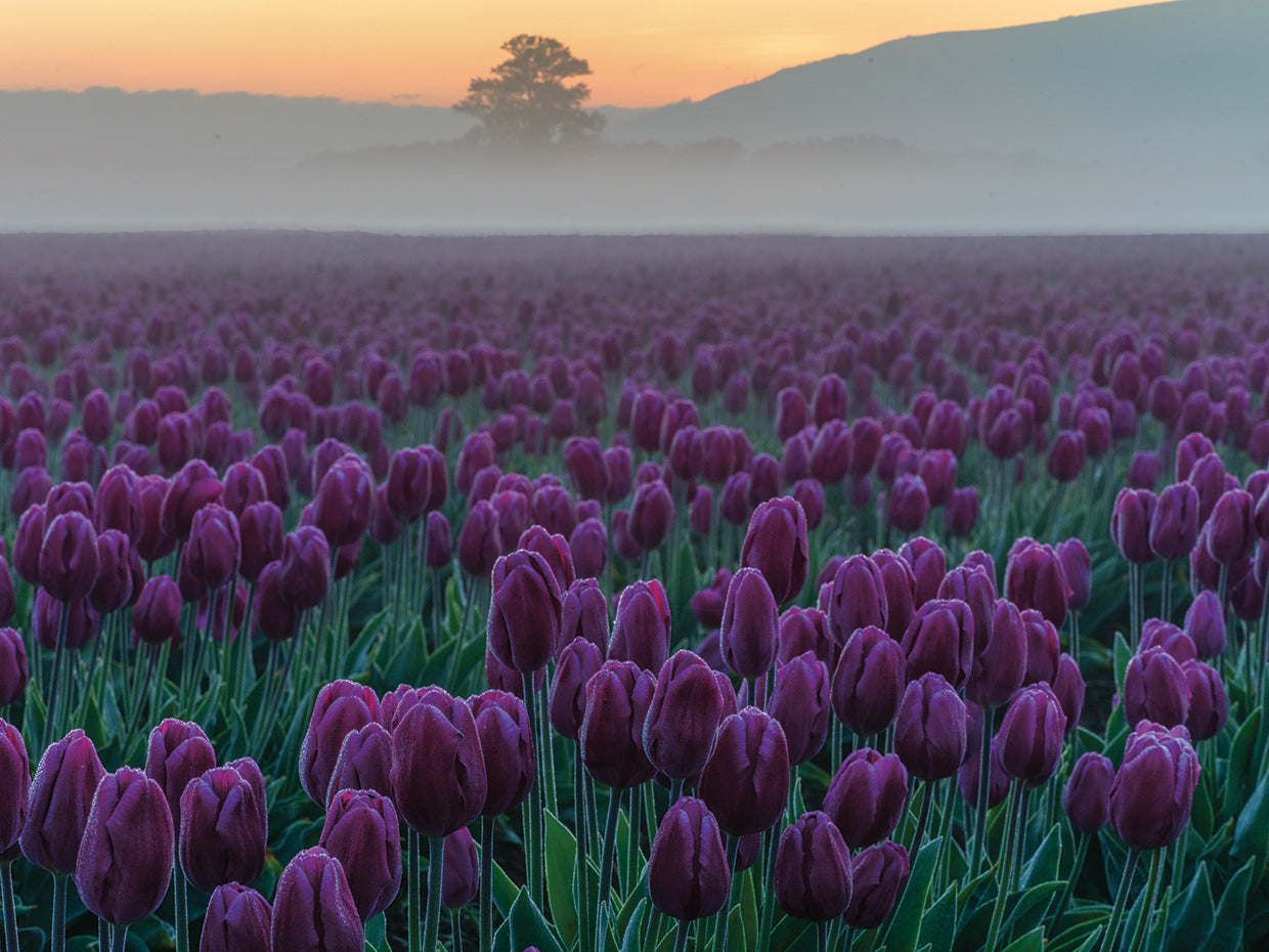 Foggy Field