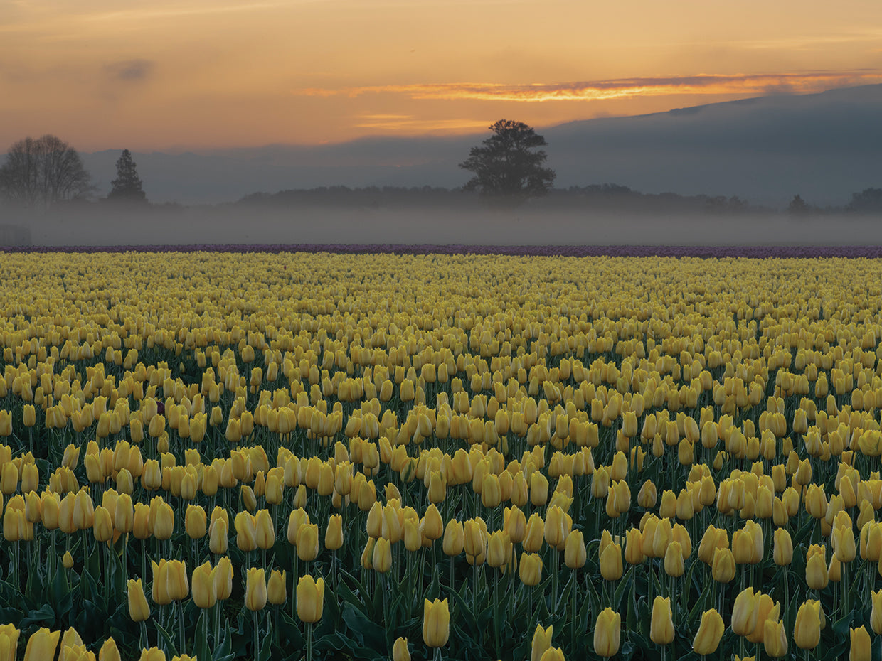 A Sea of Yellow