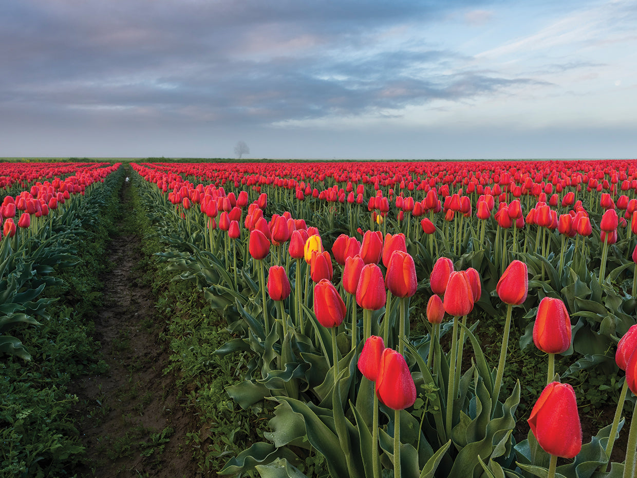 A Break in the Field