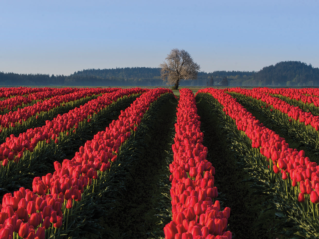Pick Your Lane