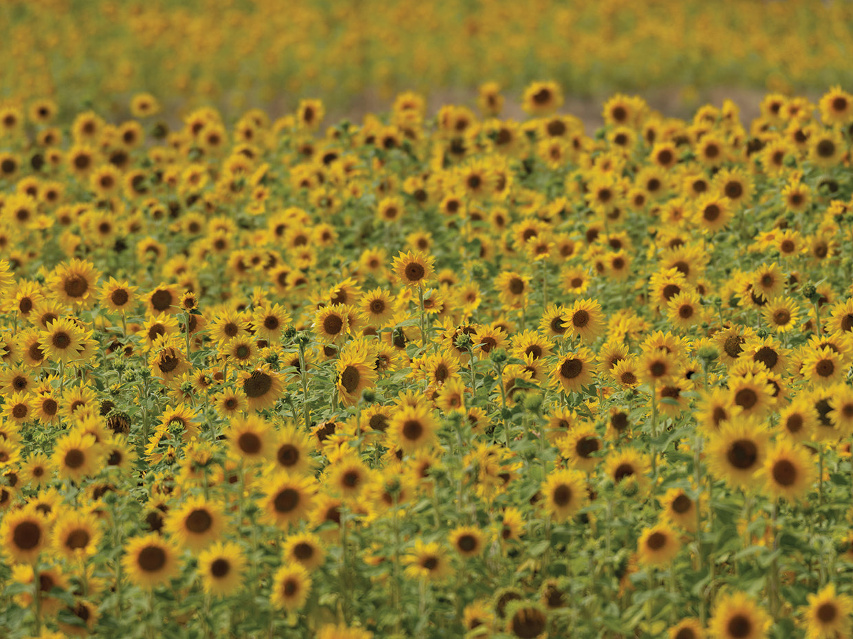 Field of Giggles