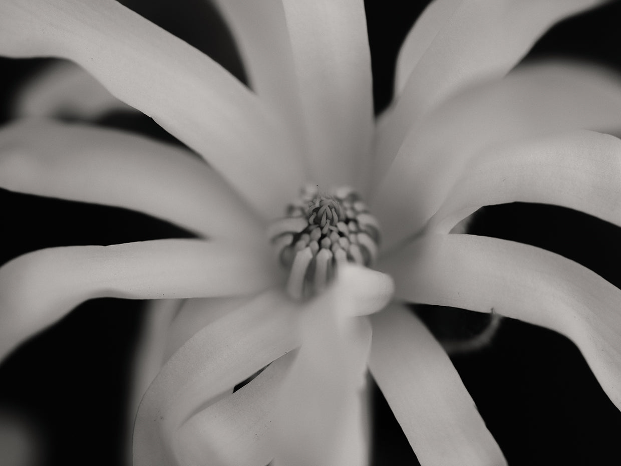Stems