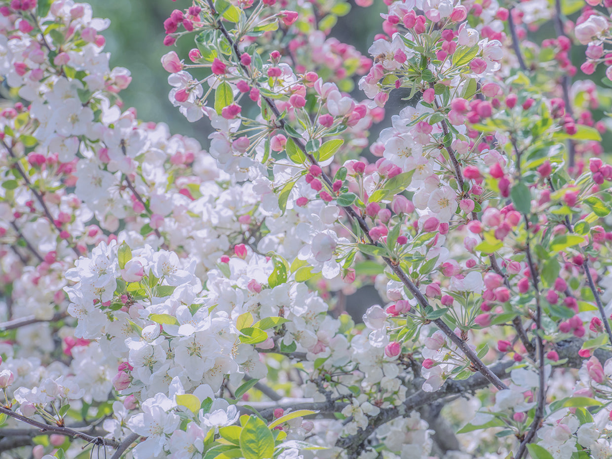 Spring is Here
