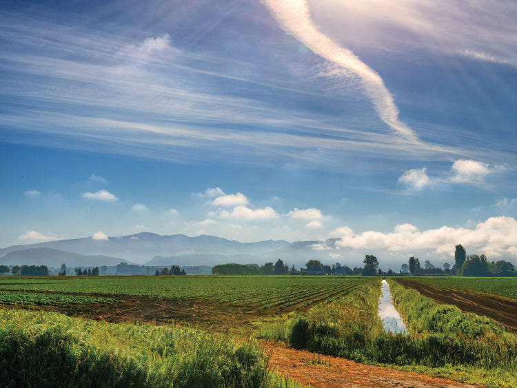 Plantation Landscape
