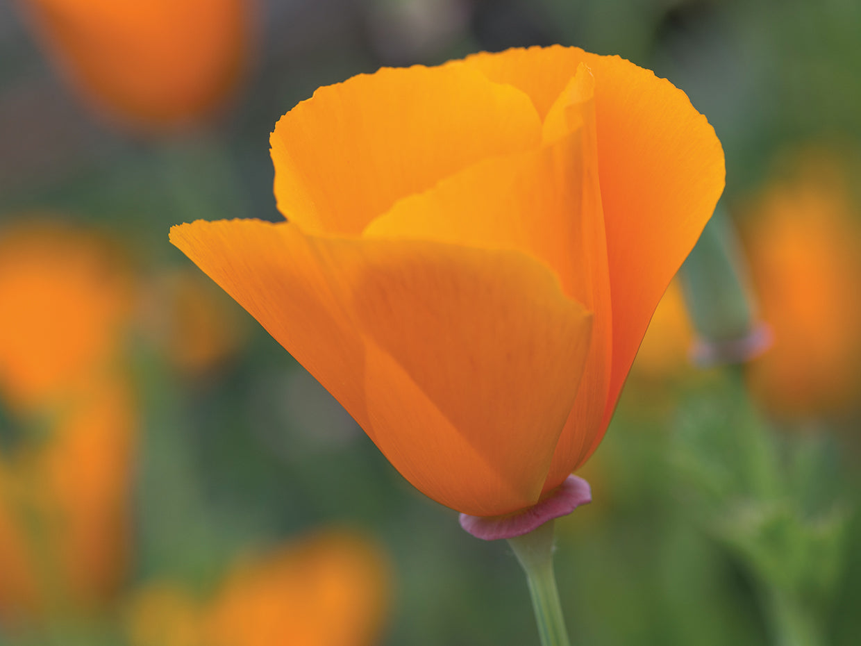 Flower Close up