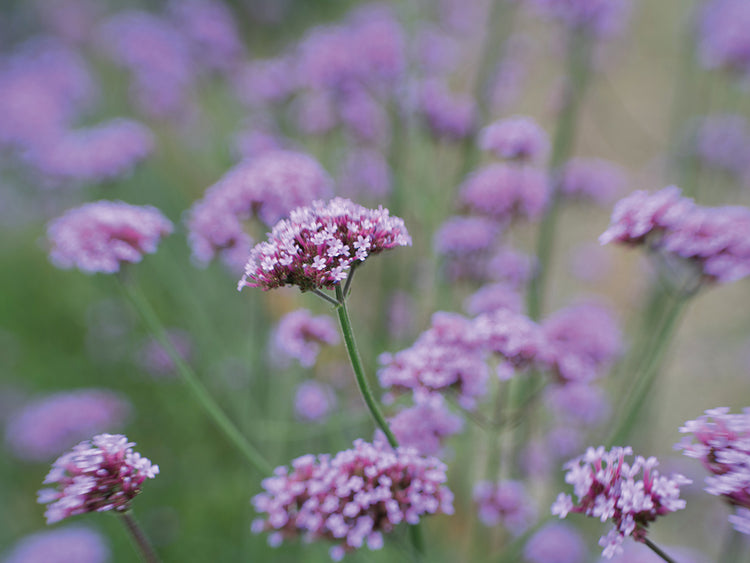 Lavender Field I