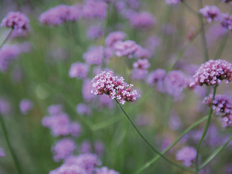 Lavender Field II