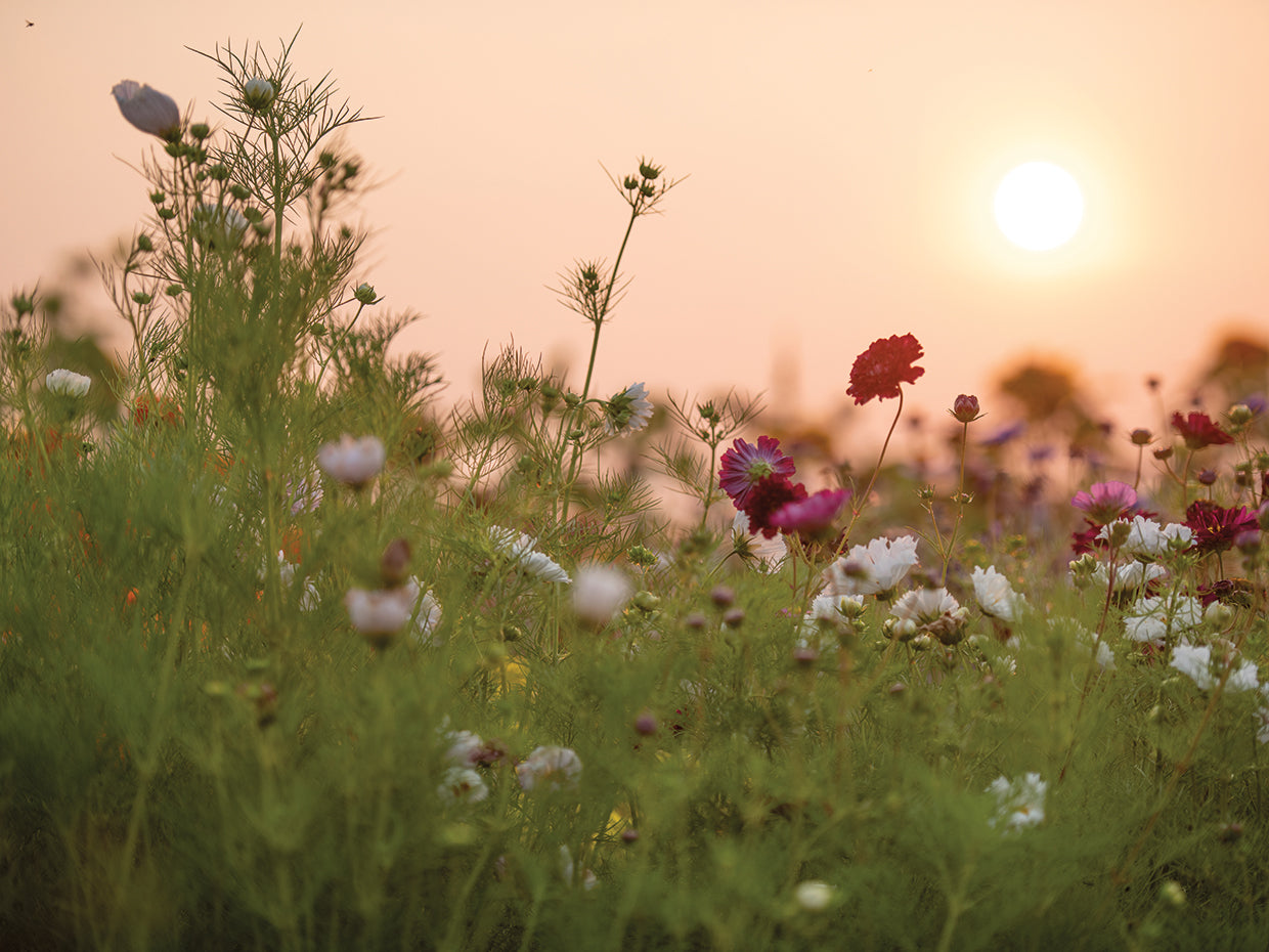 Merry Meadows