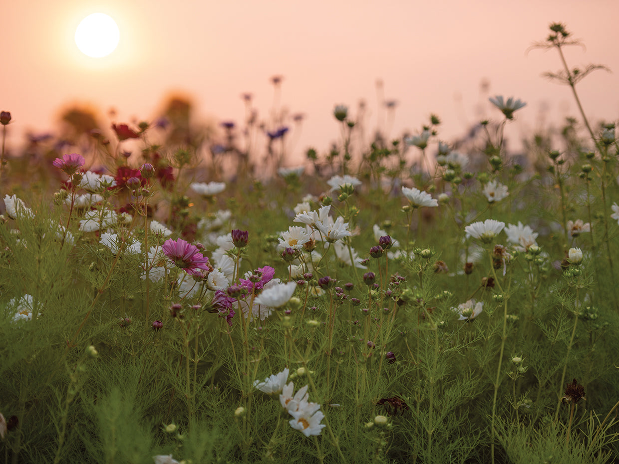 Happy Meadows