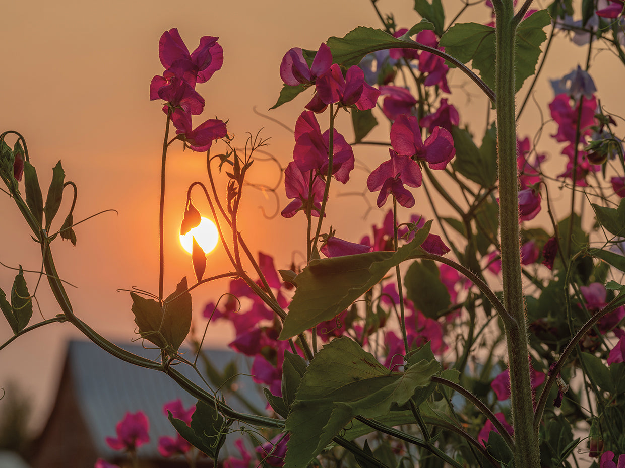 Daybreak