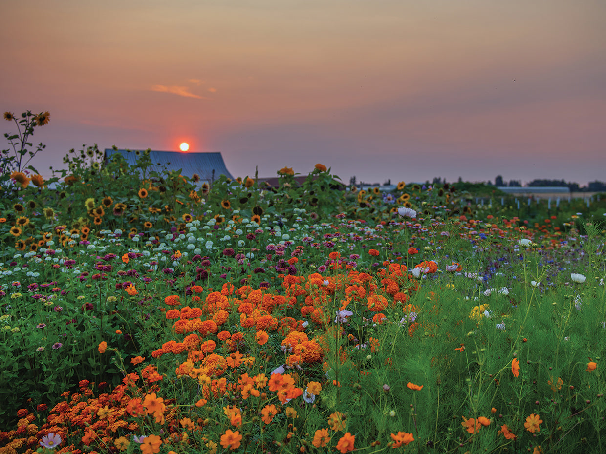 Peach Path