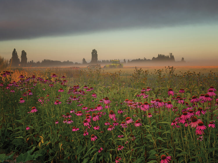 Light on the Horizon