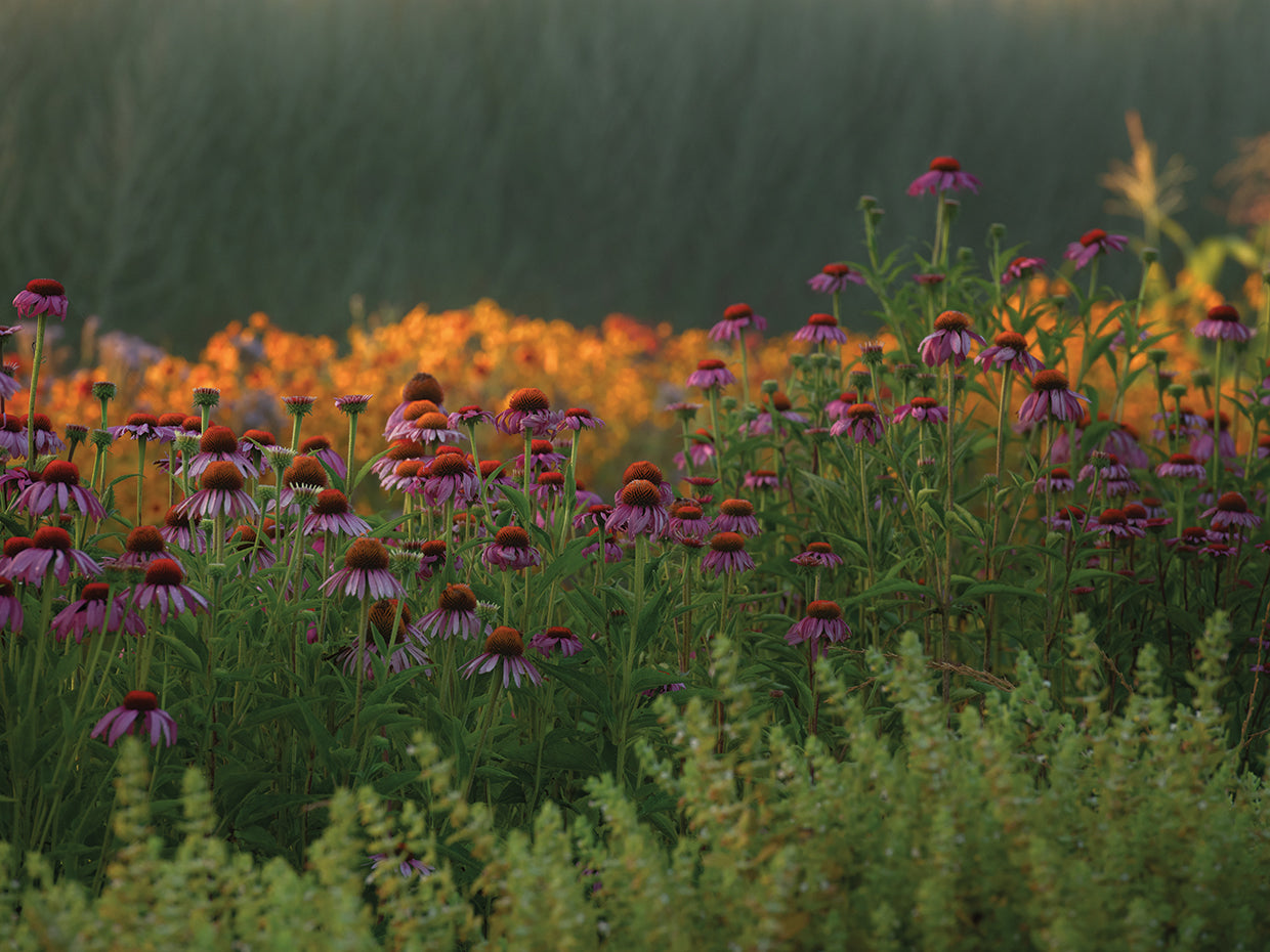 Depth of Floral