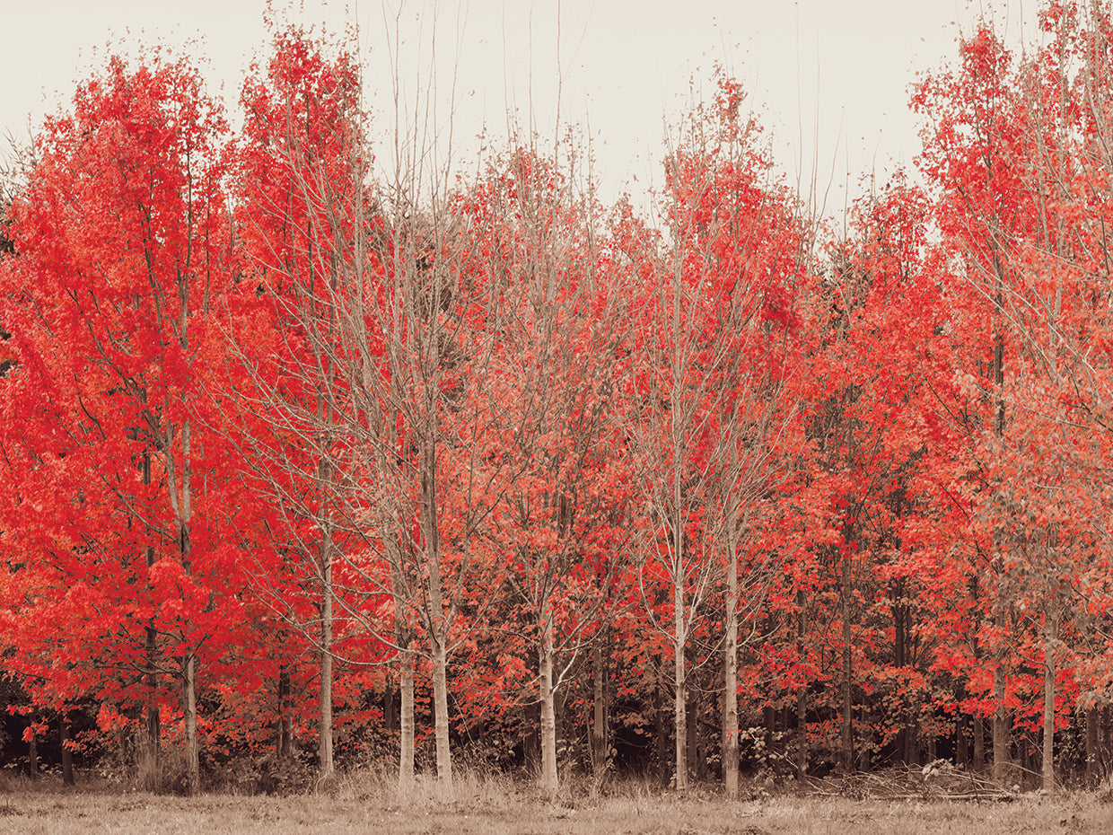 Autumn is Here