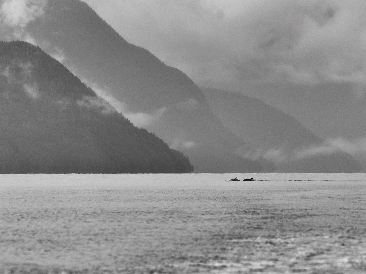 Whale Watching