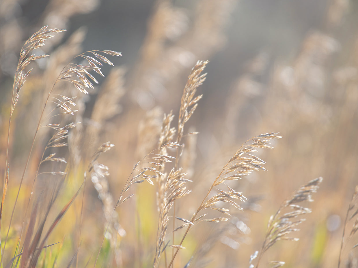 Wind in the Field