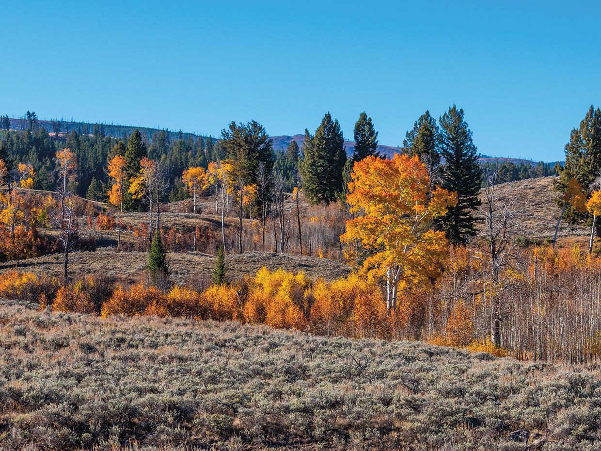 Golden Trail