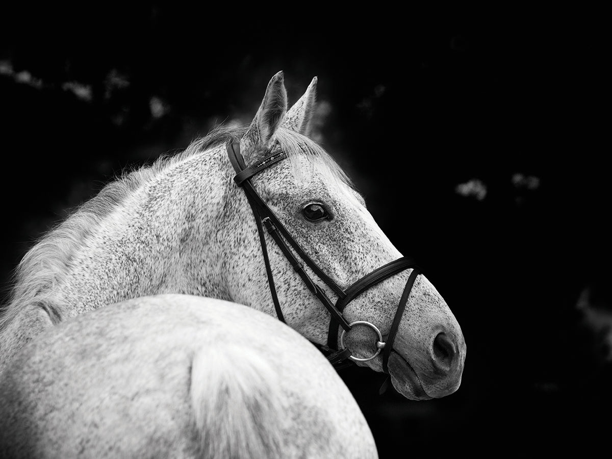 Bridled Beauty