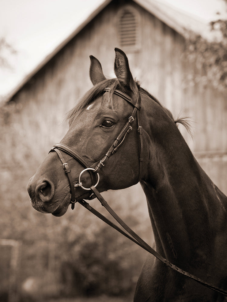 Barn & Bridle