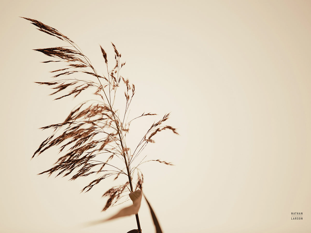 Summer Reeds III