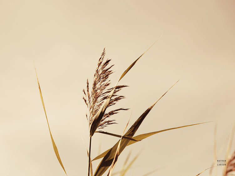 Summer Reeds II