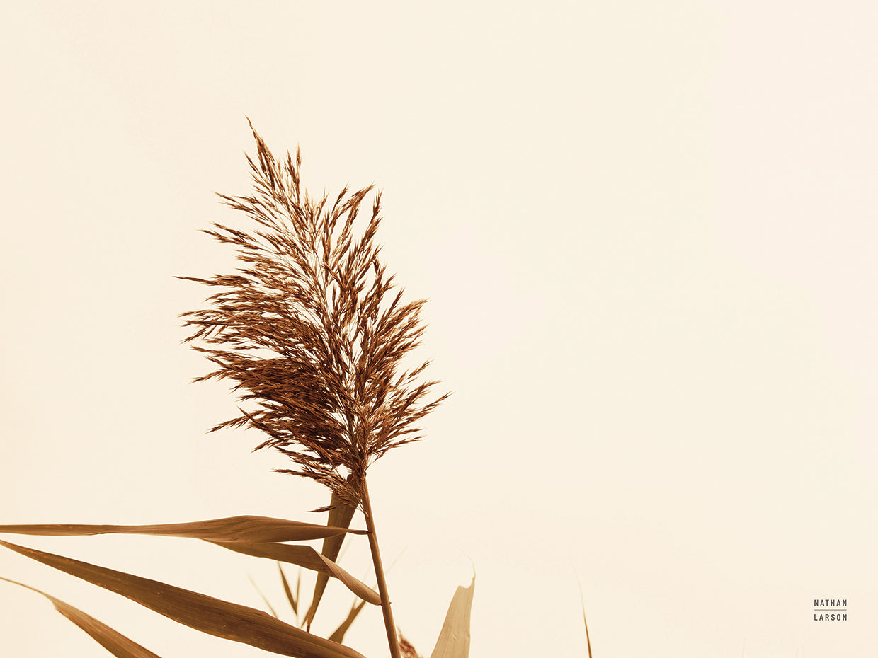 Summer Reeds I