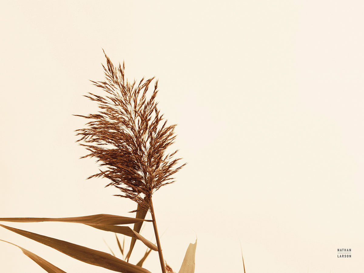 Summer Reeds I