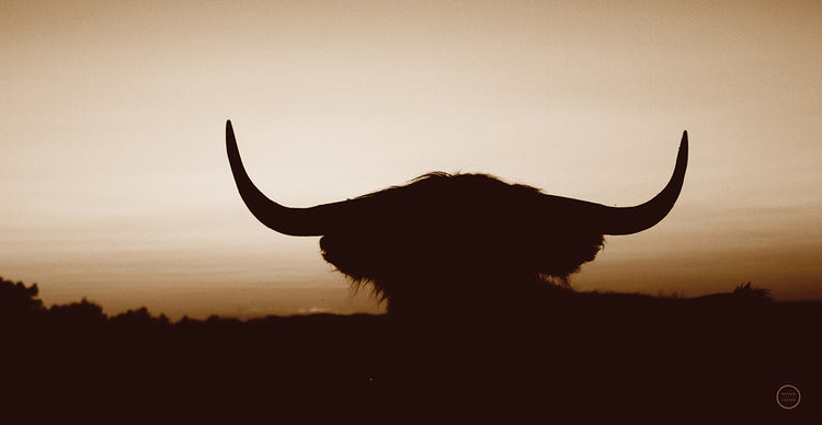 Bull Set Sepia Crop