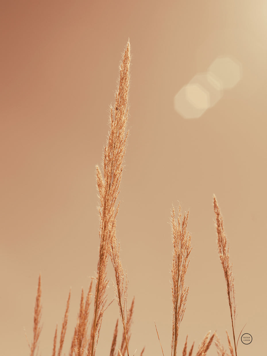 Noon Grasses I