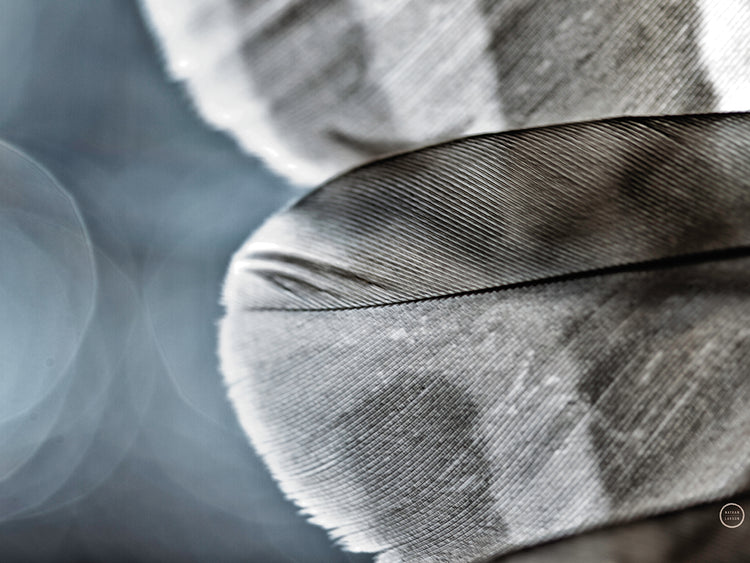 Barred Owl Wing Tip BW