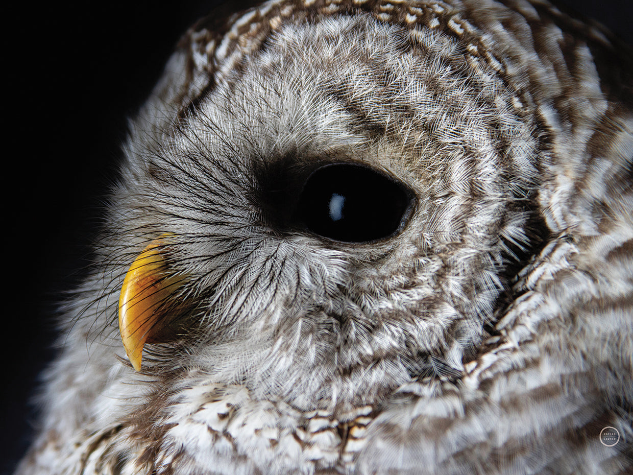 Barred Owl Portrait