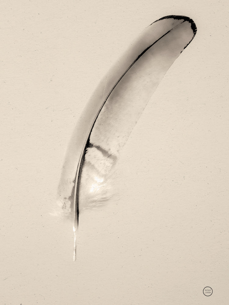 Floating Feathers III Sepia