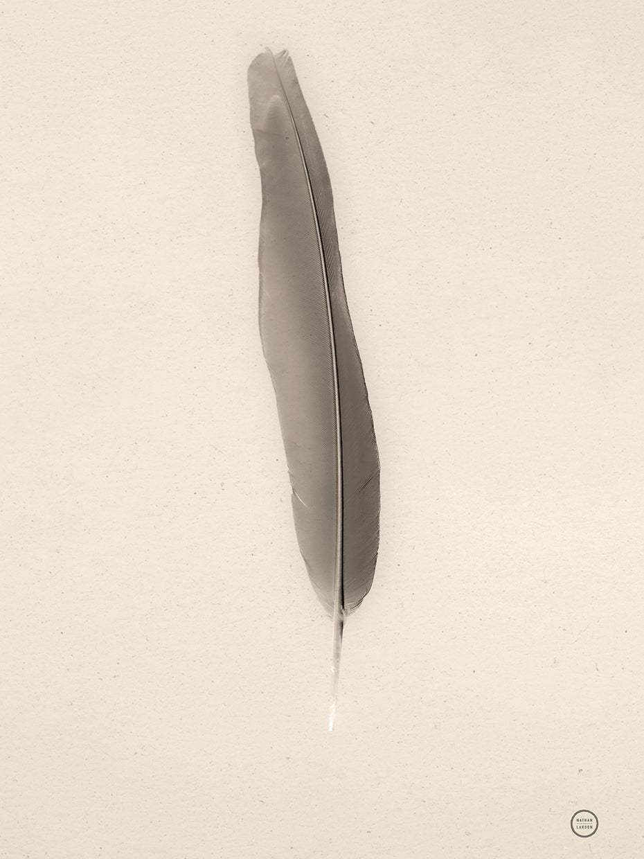 Floating Feathers II Sepia