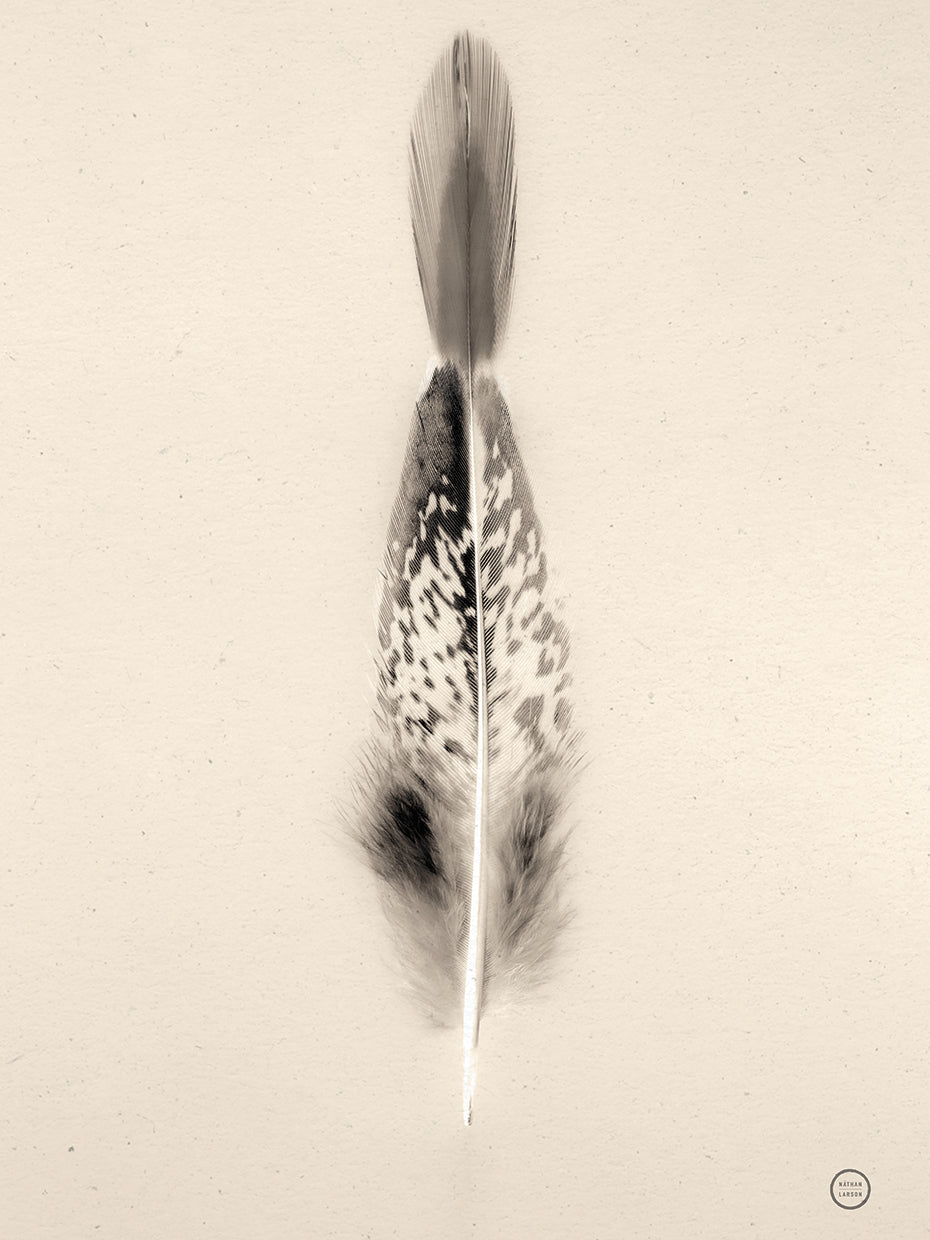 Floating Feathers I Sepia