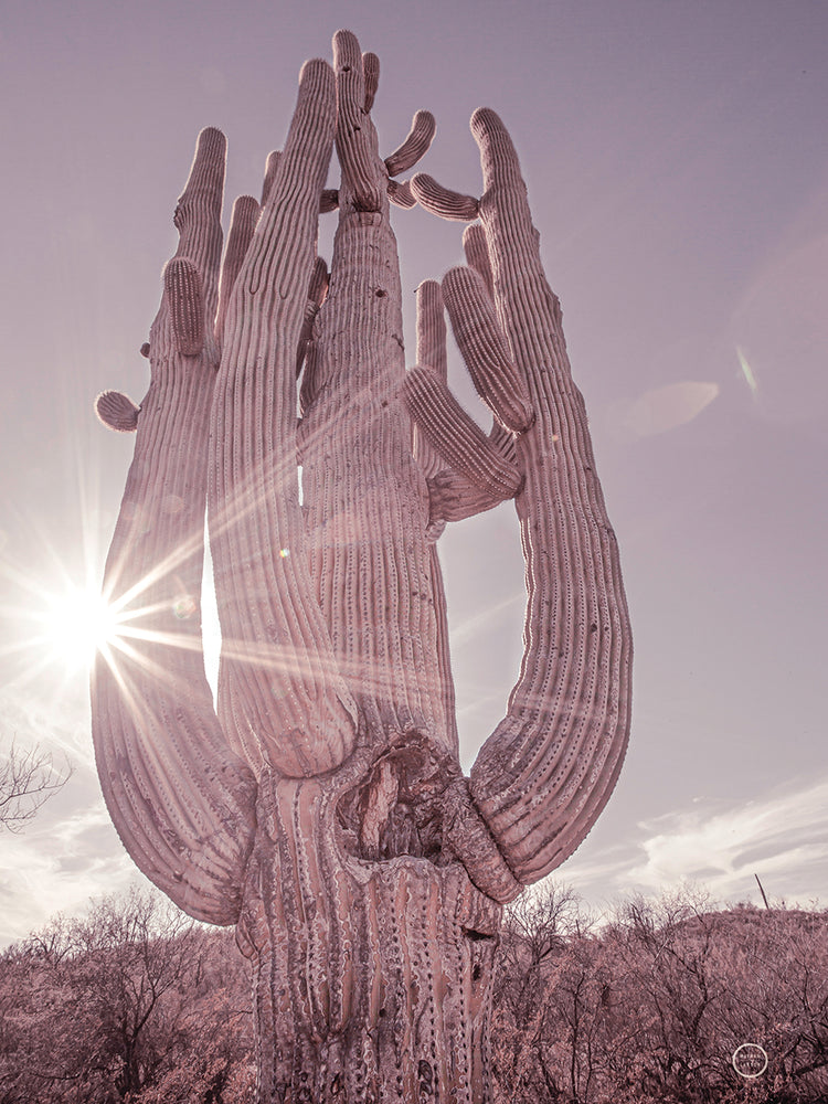 Dusty Desert Saguaro