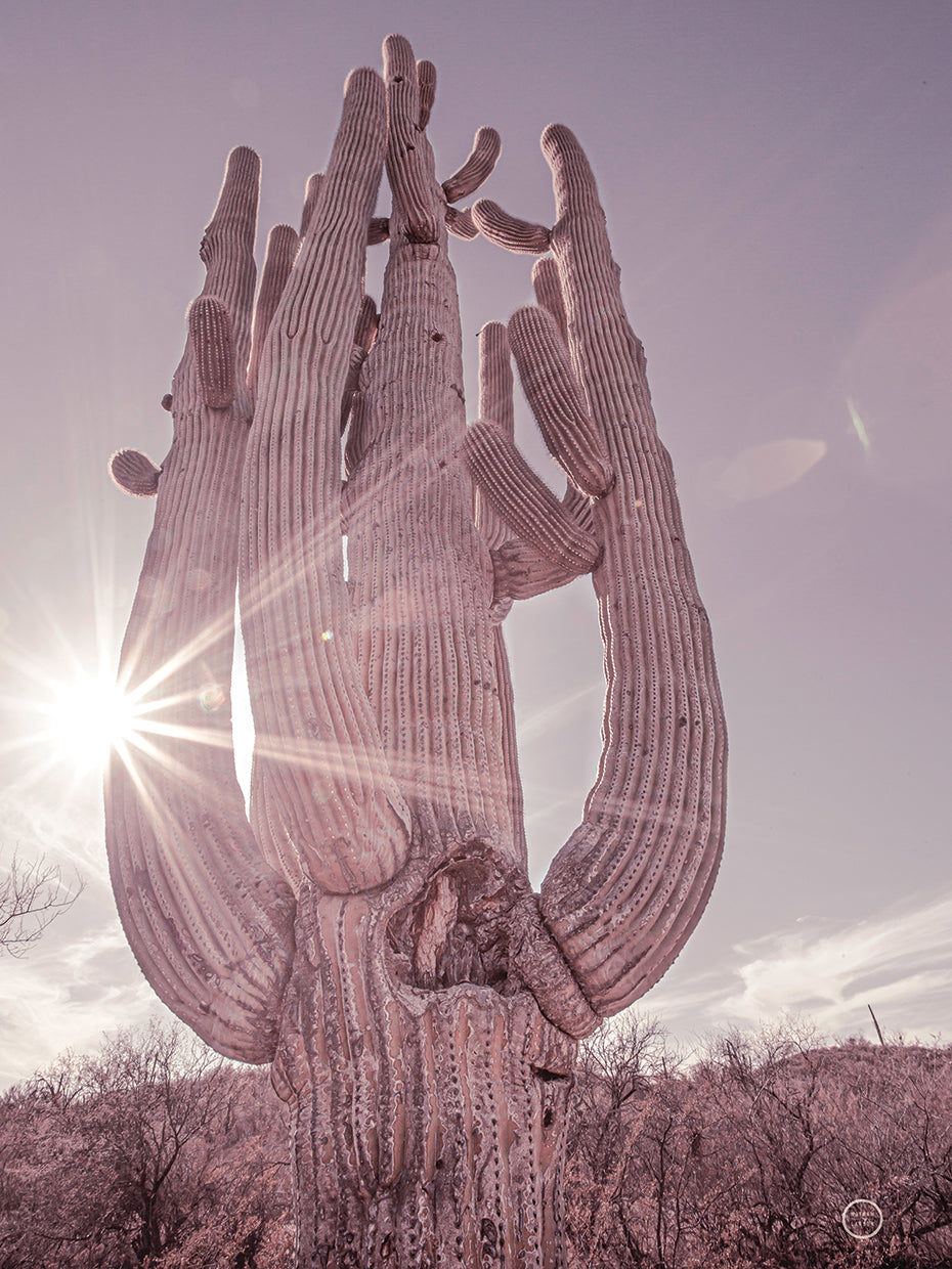 Dusty Desert Saguaro