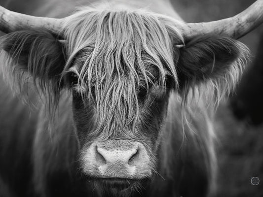 Cow Nose BW Canvas Print