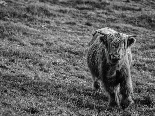 Highland Cow Calf in the Wind