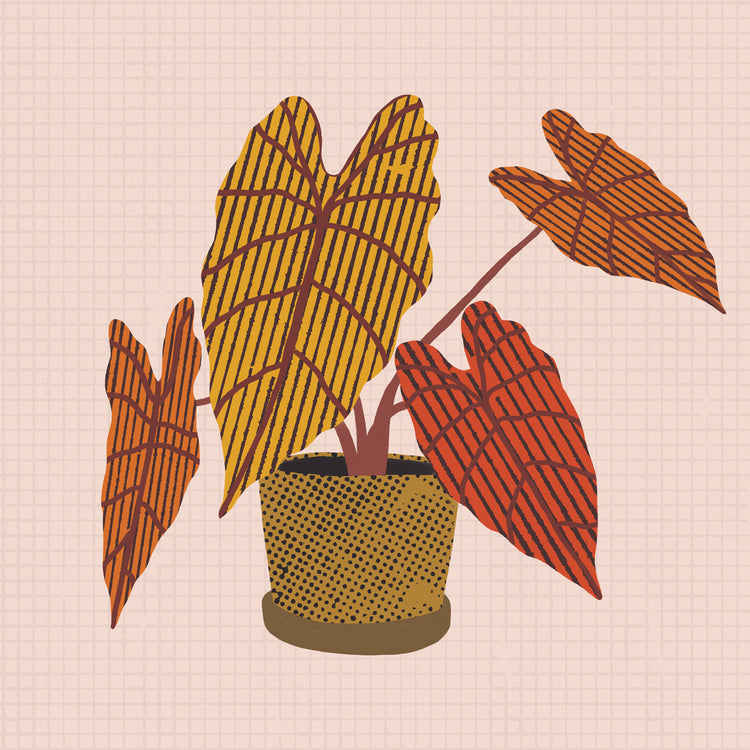 Patterned Alocasia 2