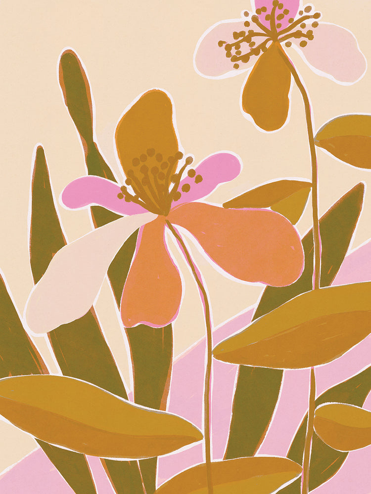 Colorful Iris Flowers