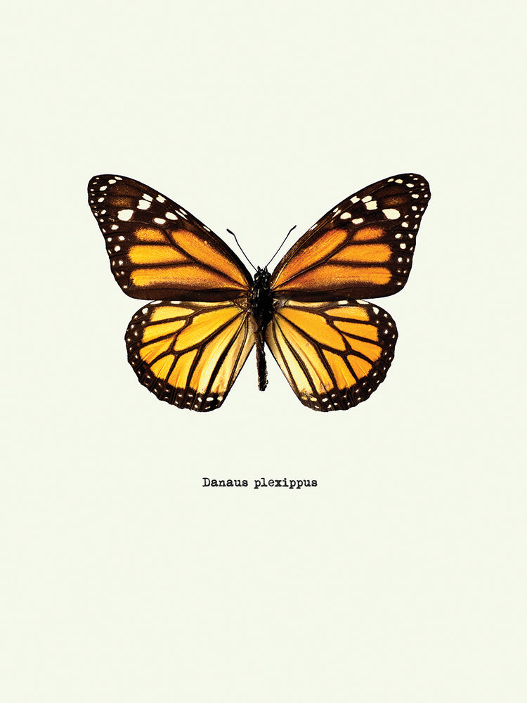 Mariposa amarilla Lienzo