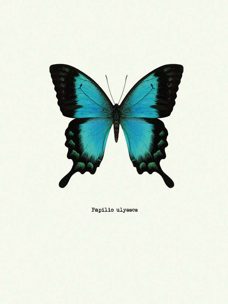 Mariposa azul Lienzo