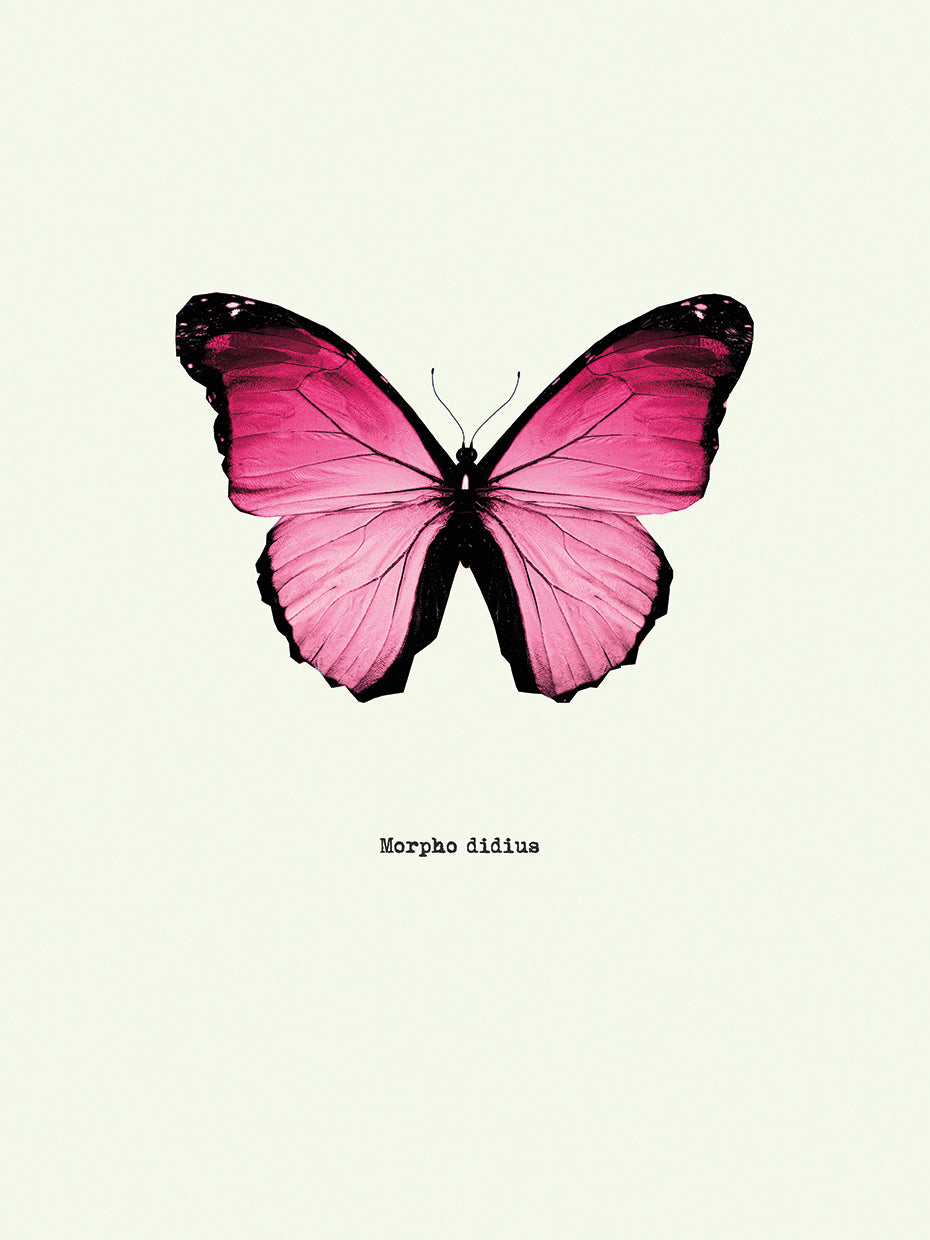 Pink Butterfly