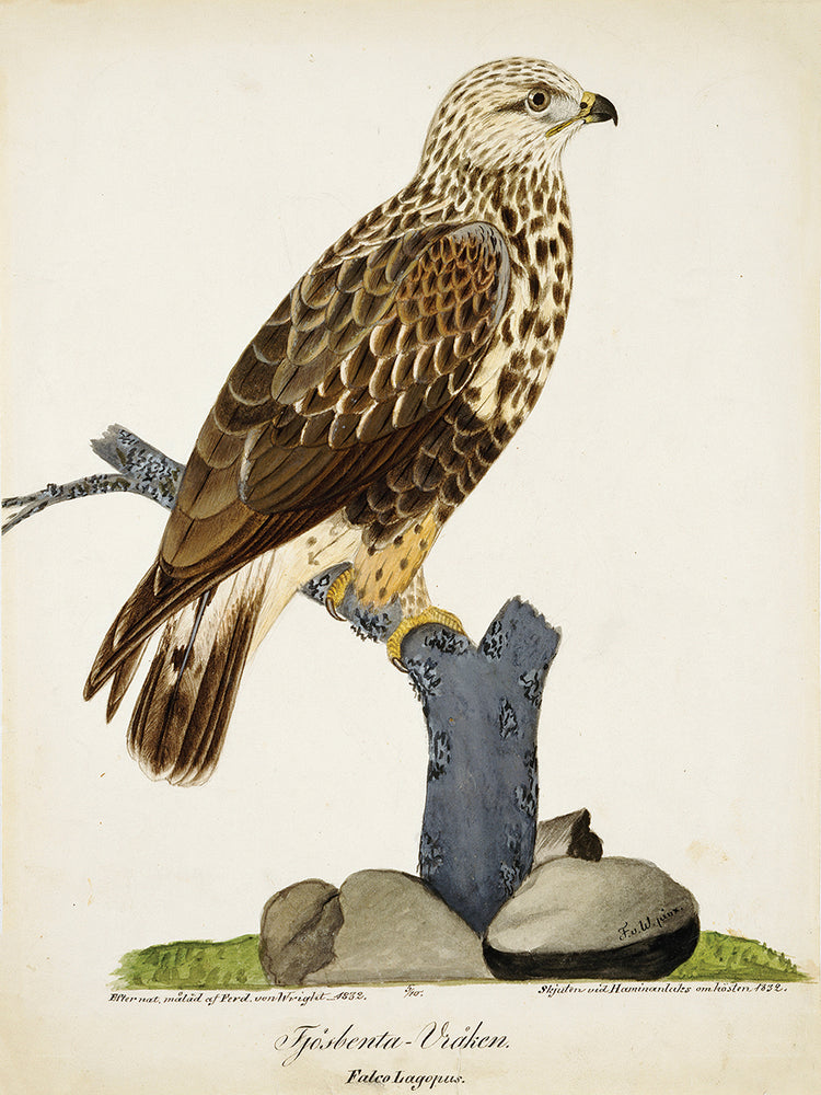 Buitre de patas ásperas (1832) Lienzo
