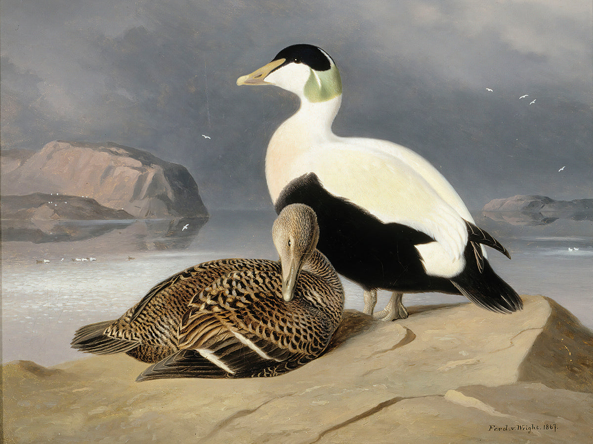 Kaksi Haahkaa (1867)