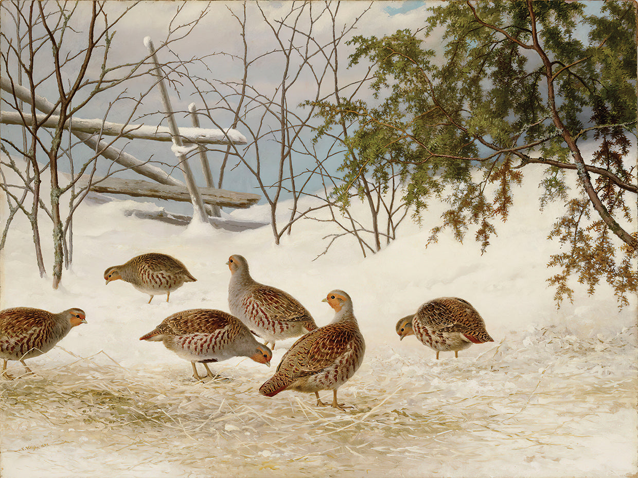 Partridges In Snow (1895)